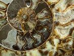 Giant Inch Split Ammonite Pair #3755-4